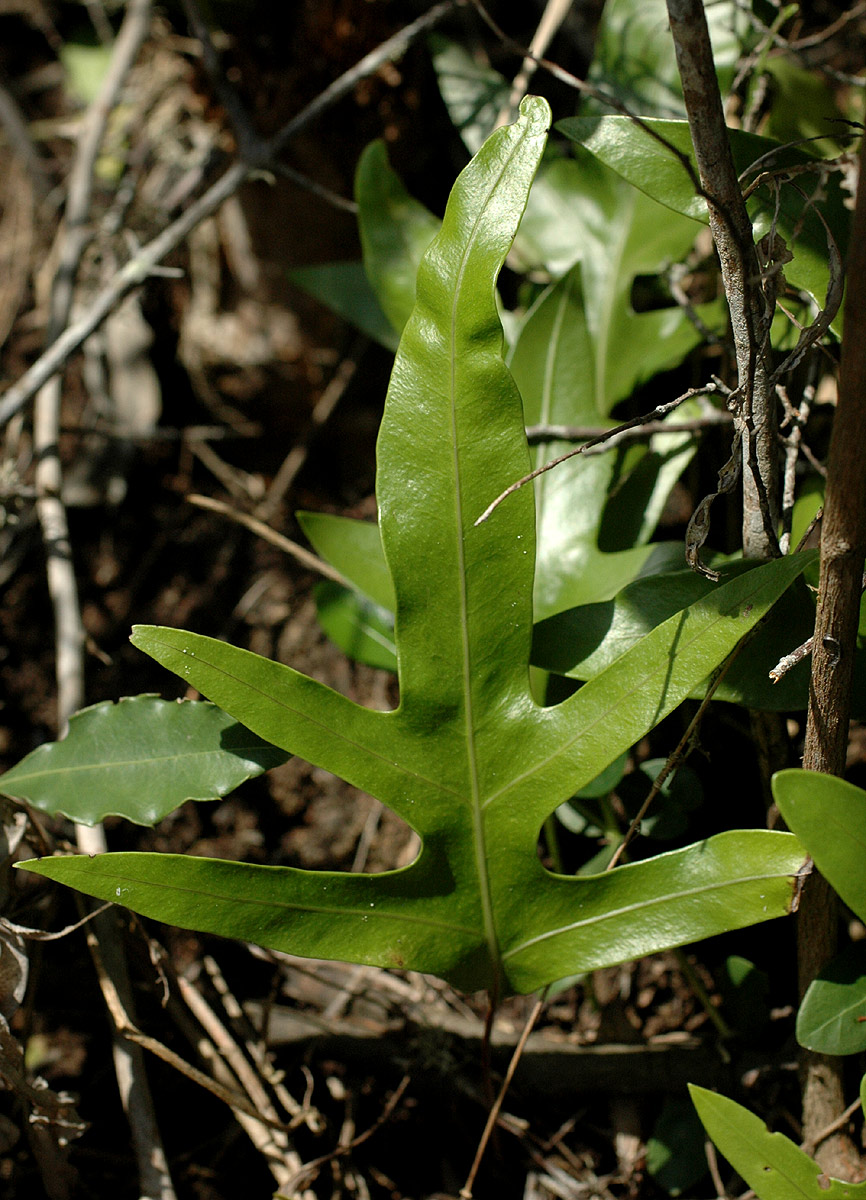Microsorum scolopendria