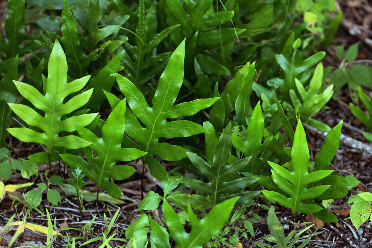 Microsorum scolopendria Microsorum scolopendria