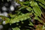 Pleopeltis macrocarpa