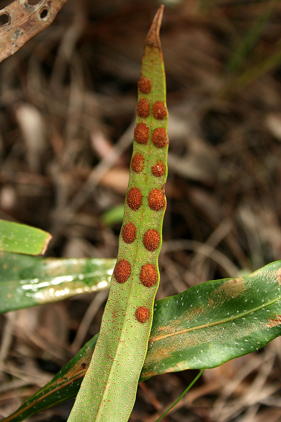 Pleopeltis macrocarpa