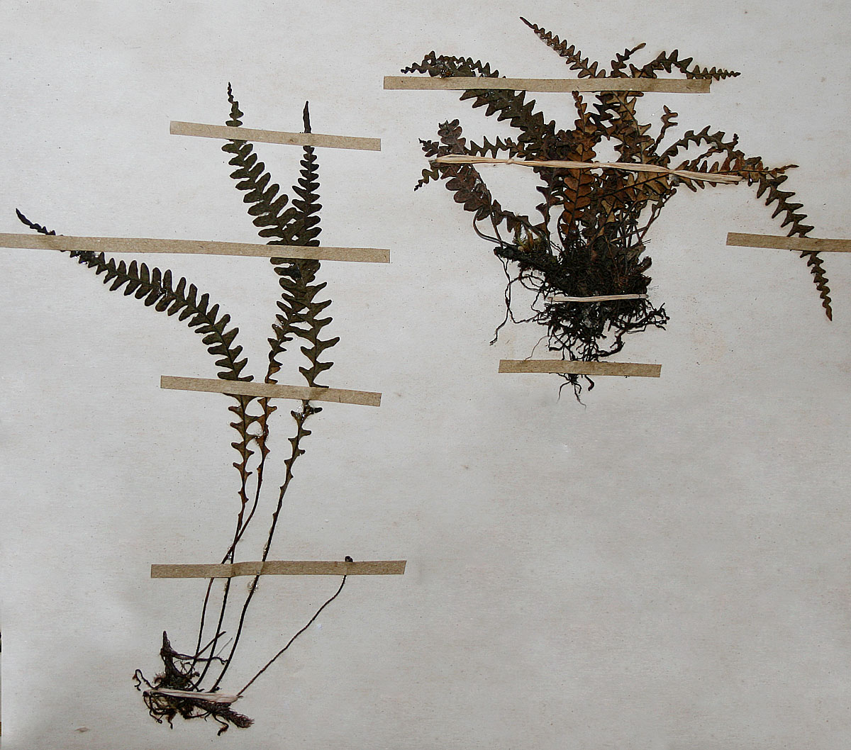 Melpomene flabelliformis