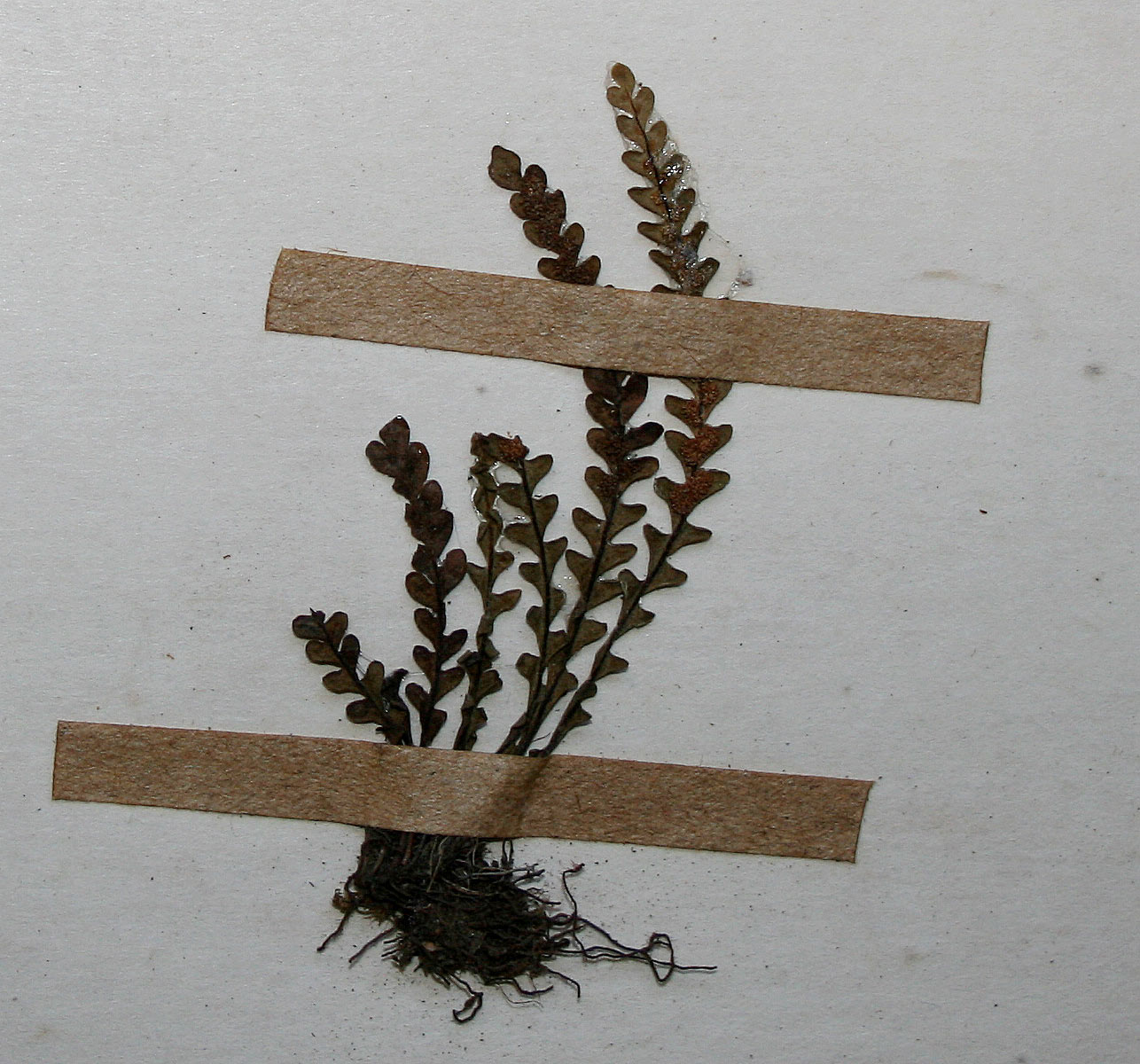 Lellingeria oosora Lellingeria oosora