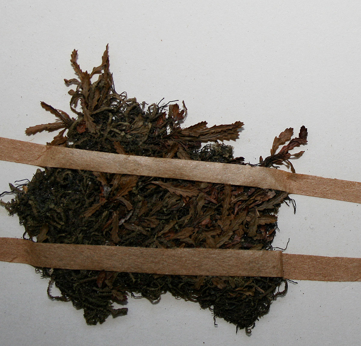 Cochlidium serrulatum Cochlidium serrulatum