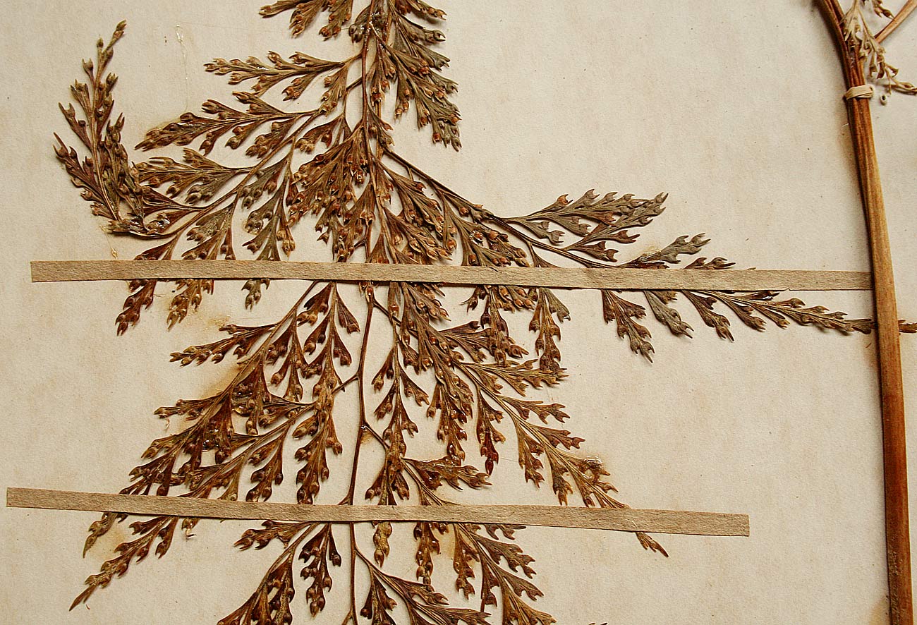 Davallia chaerophylloides Davallia chaerophylloides