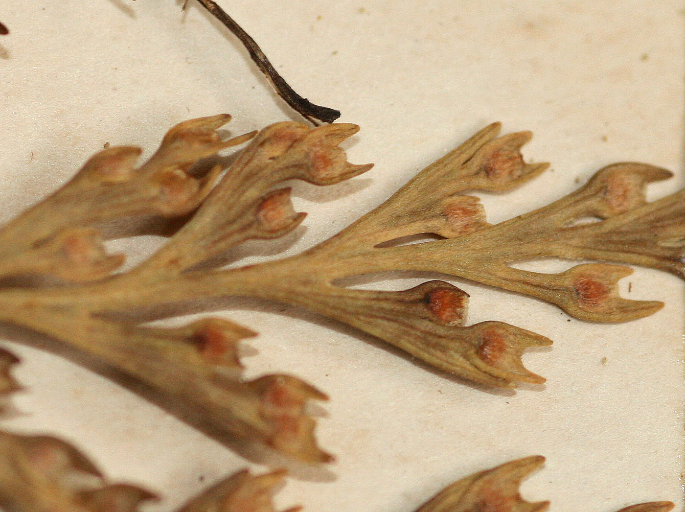 Davallia chaerophylloides Davallia chaerophylloides