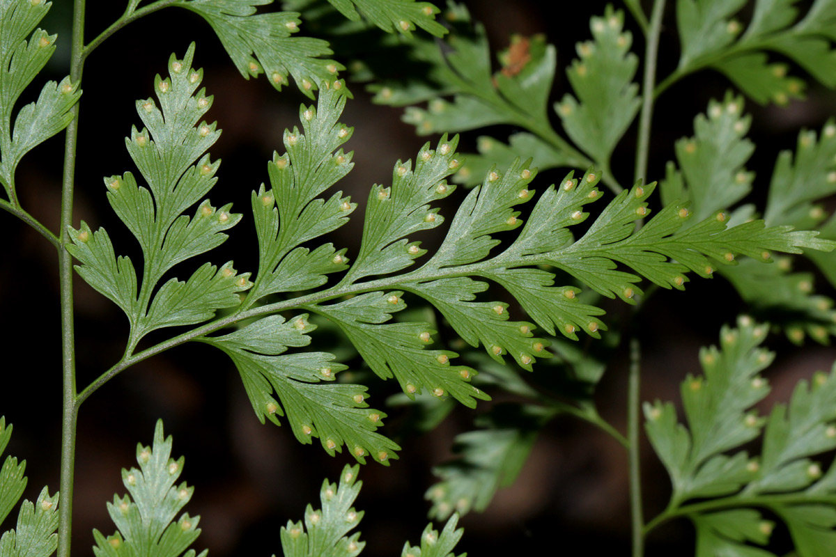 Davallia chaerophylloides Davallia chaerophylloides
