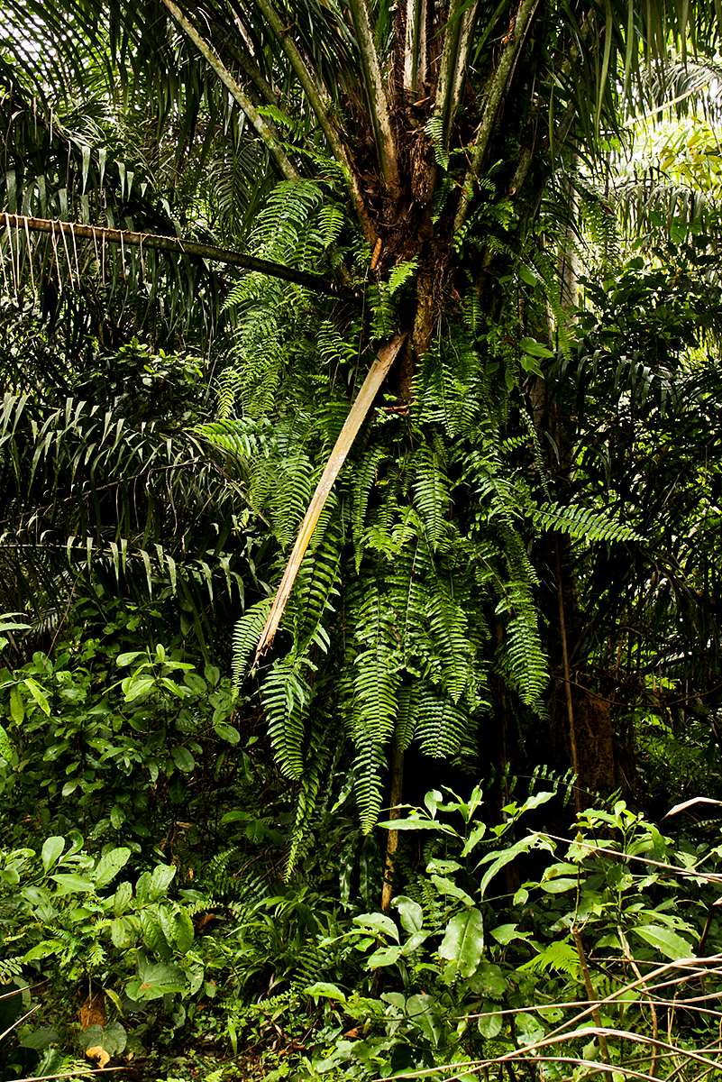 Nephrolepis biserrata