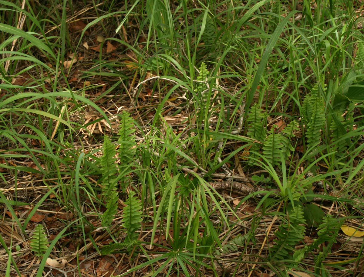 Nephrolepis undulata Nephrolepis undulata