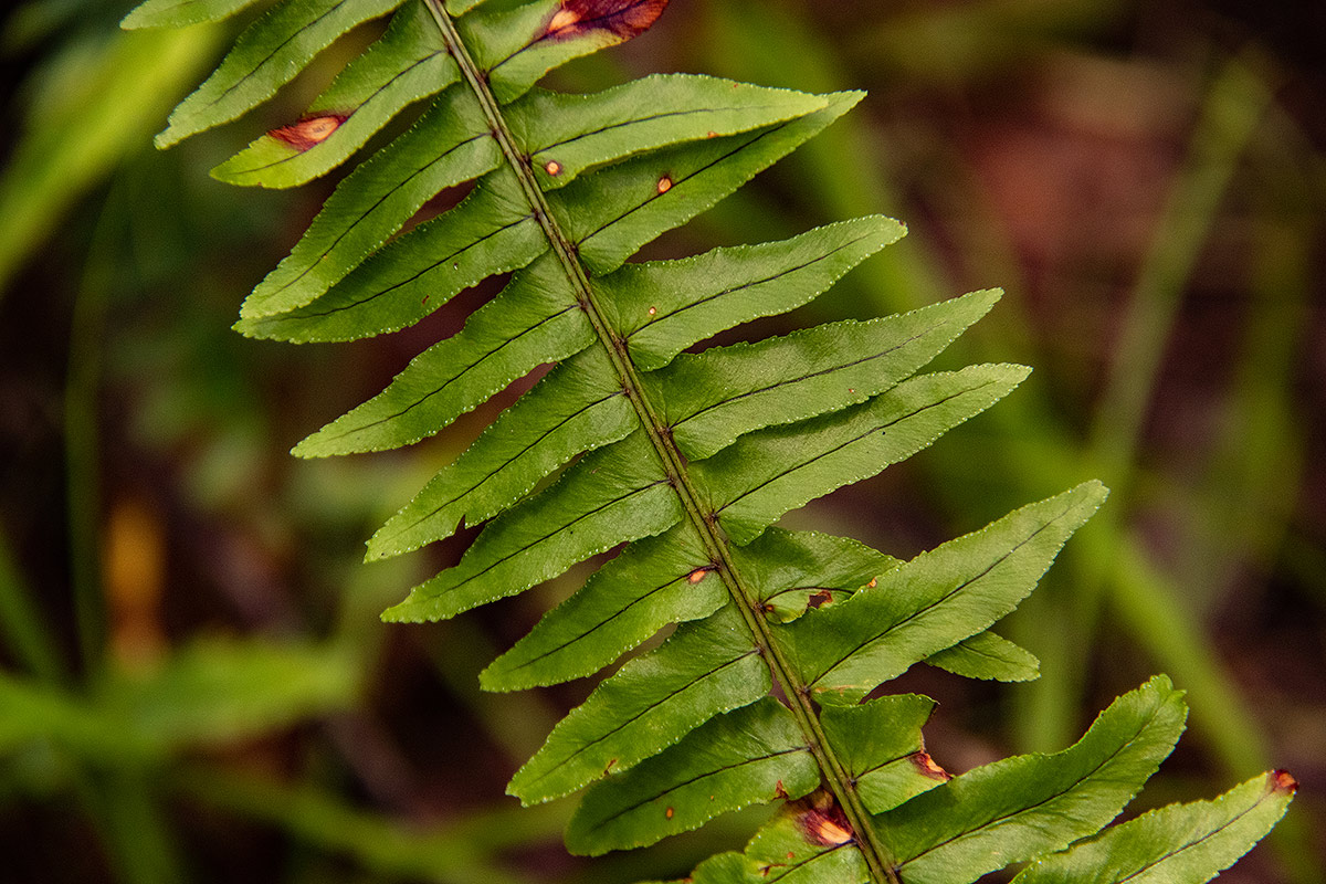 Nephrolepis undulata Nephrolepis undulata