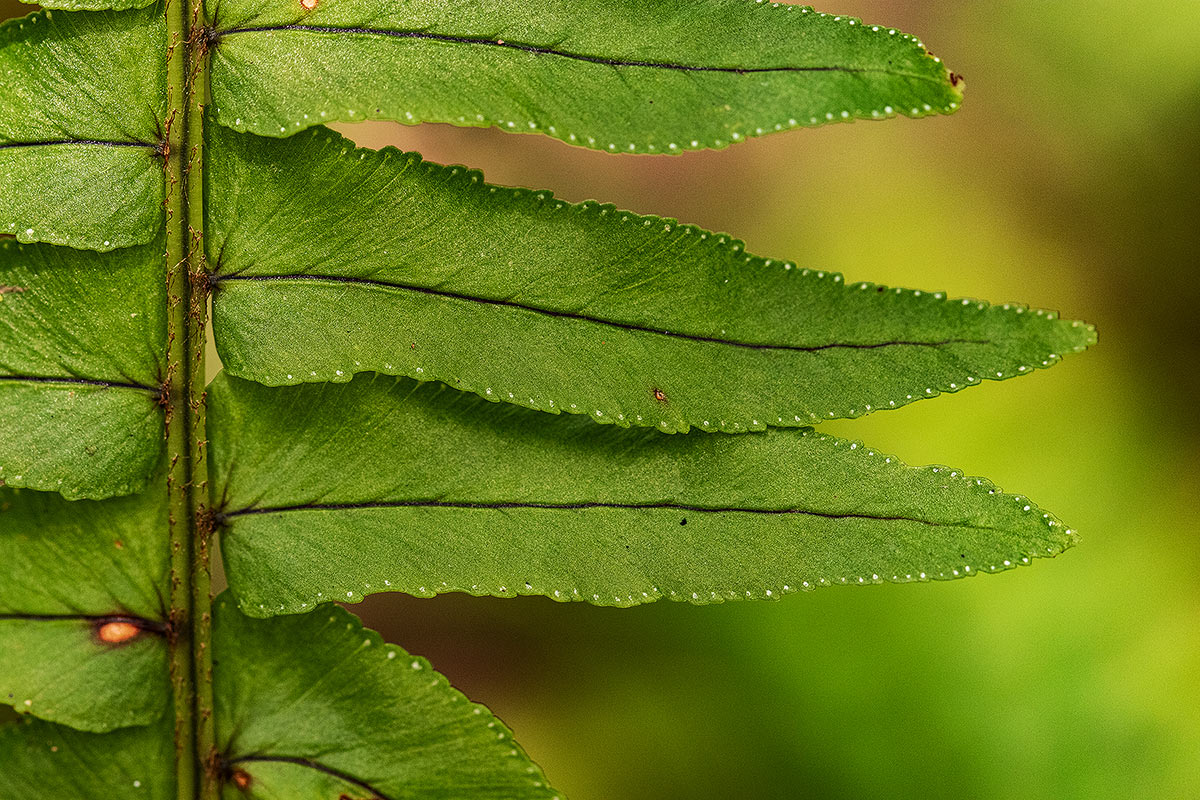 Nephrolepis undulata Nephrolepis undulata