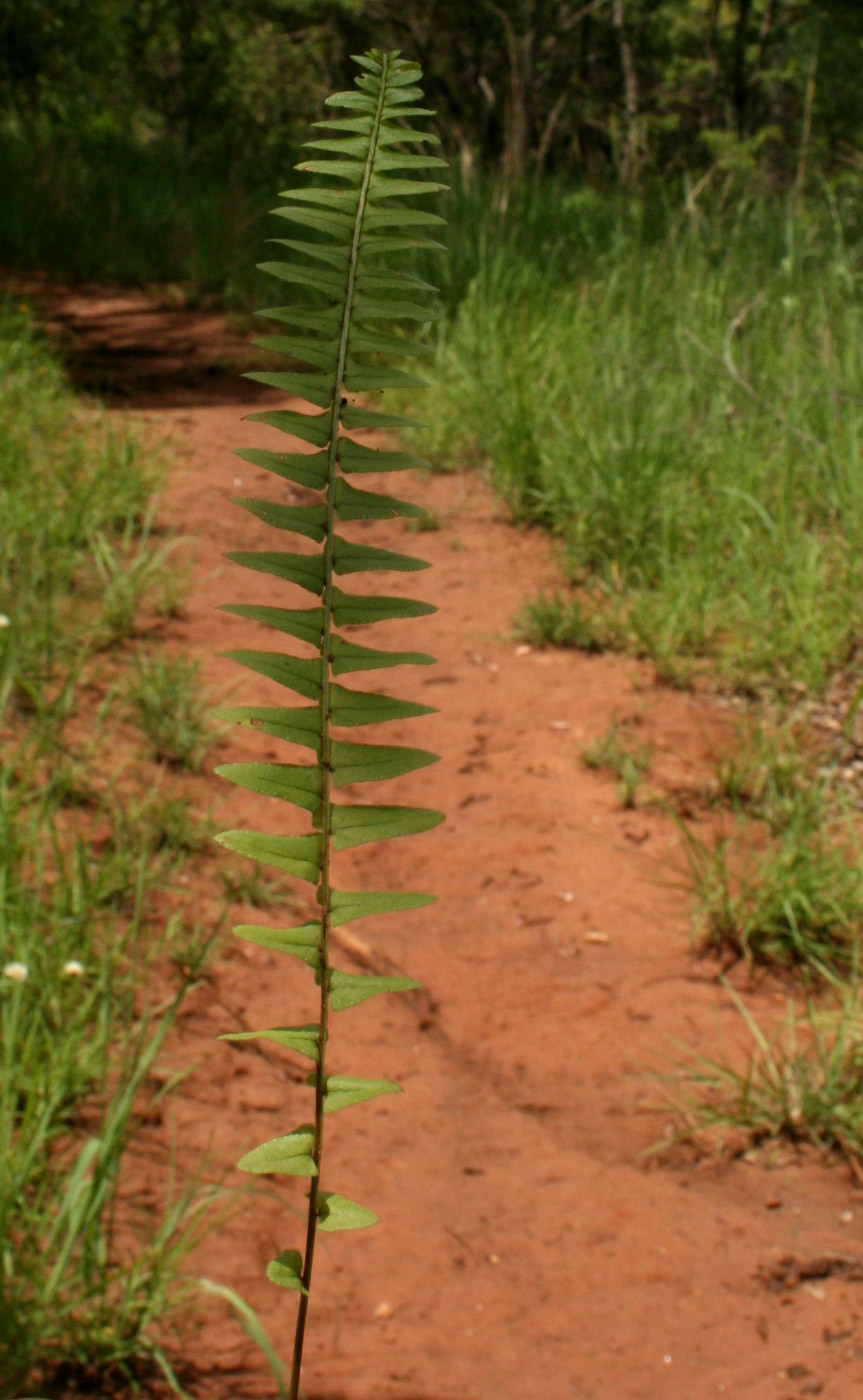 Nephrolepis undulata Nephrolepis undulata