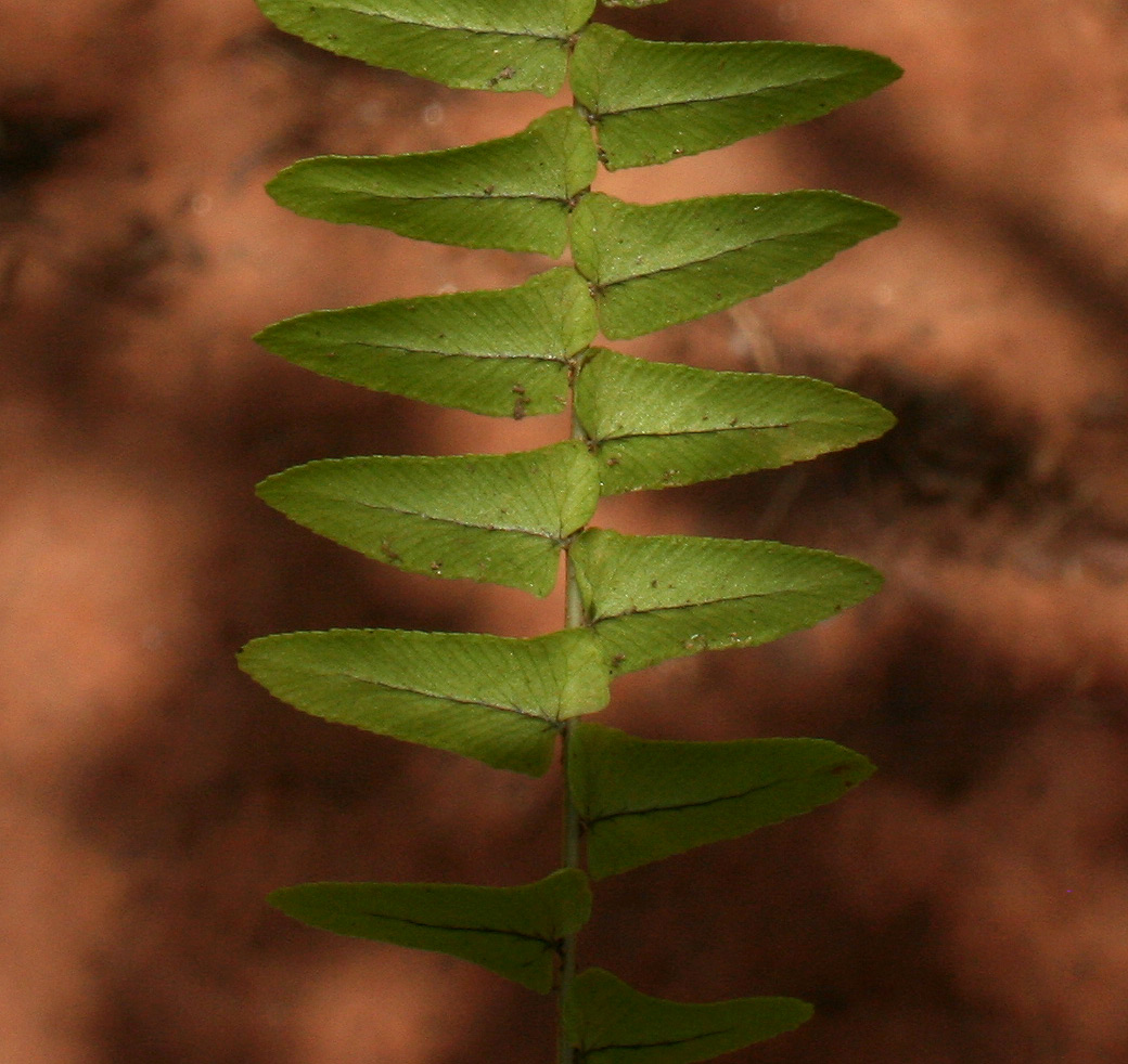 Nephrolepis undulata Nephrolepis undulata