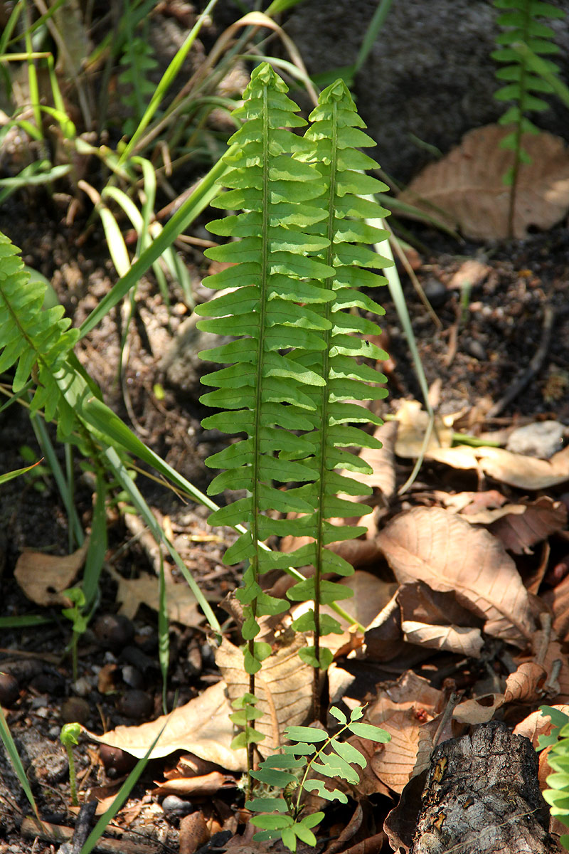 Nephrolepis undulata Nephrolepis undulata