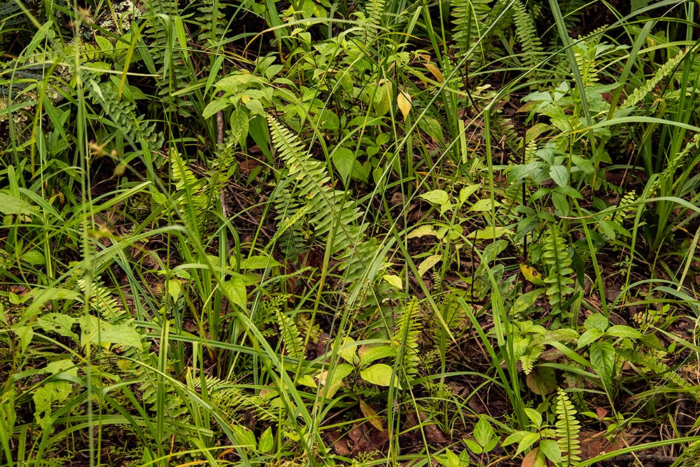 Nephrolepis undulata Nephrolepis undulata