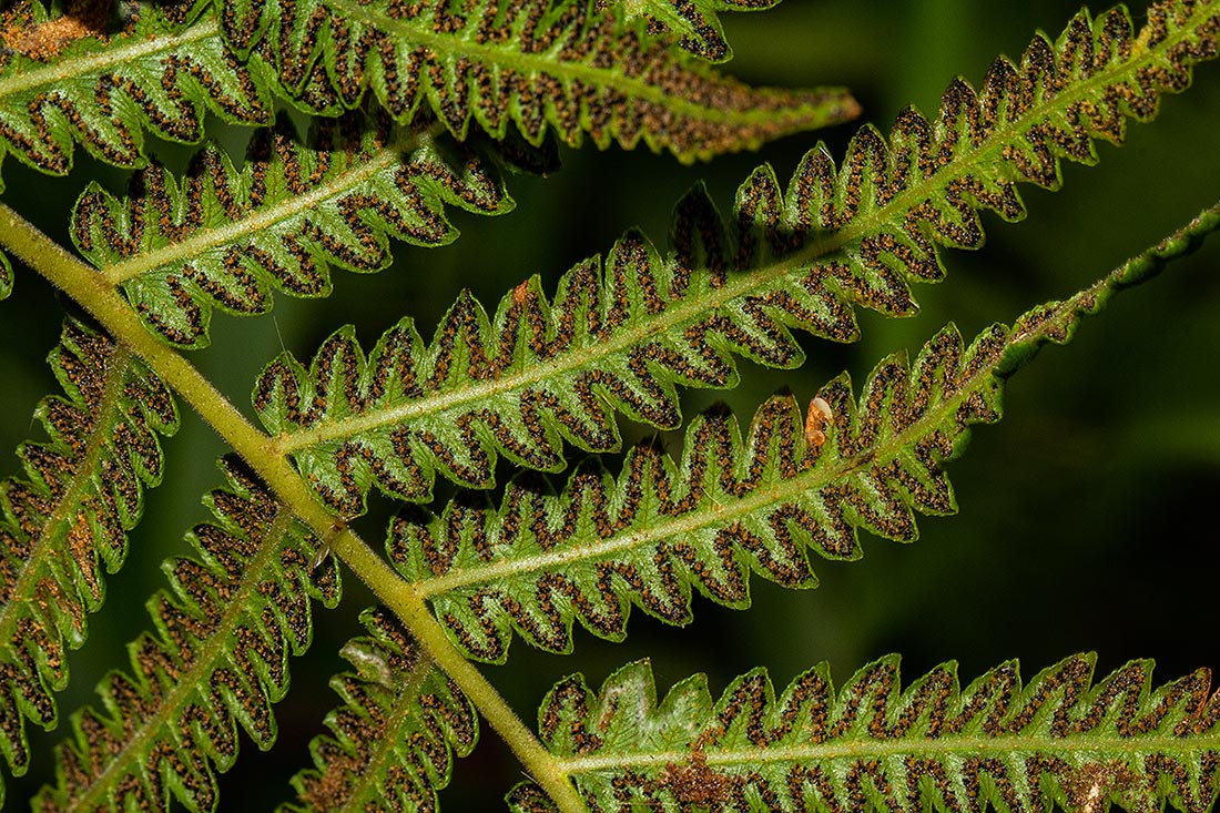 Cyclosorus interruptus