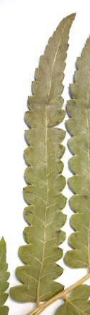 Cyclosorus interruptus