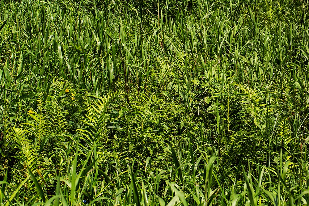 Cyclosorus interruptus