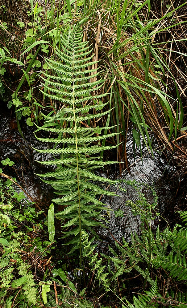 Pseudocyclosorus pulcher Pseudocyclosorus pulcher