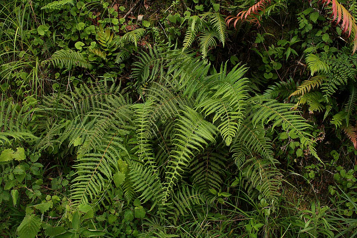 Amauropelta bergiana var. bergiana