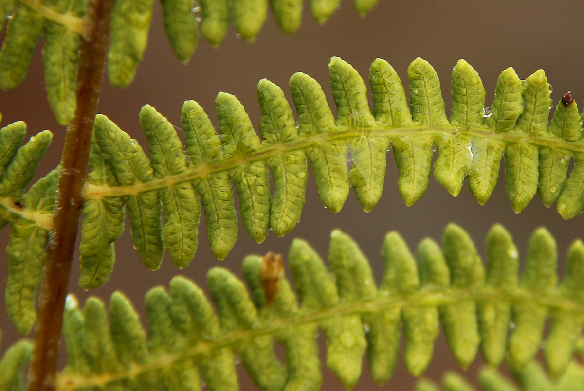 Thelypteris confluens Thelypteris confluens