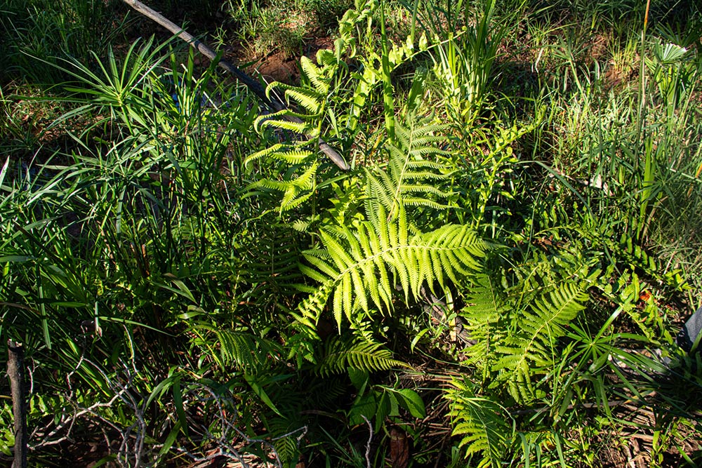 Christella gueintziana