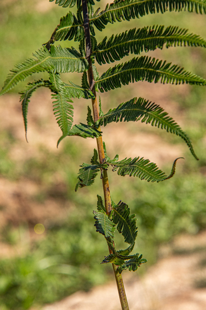 Christella gueintziana