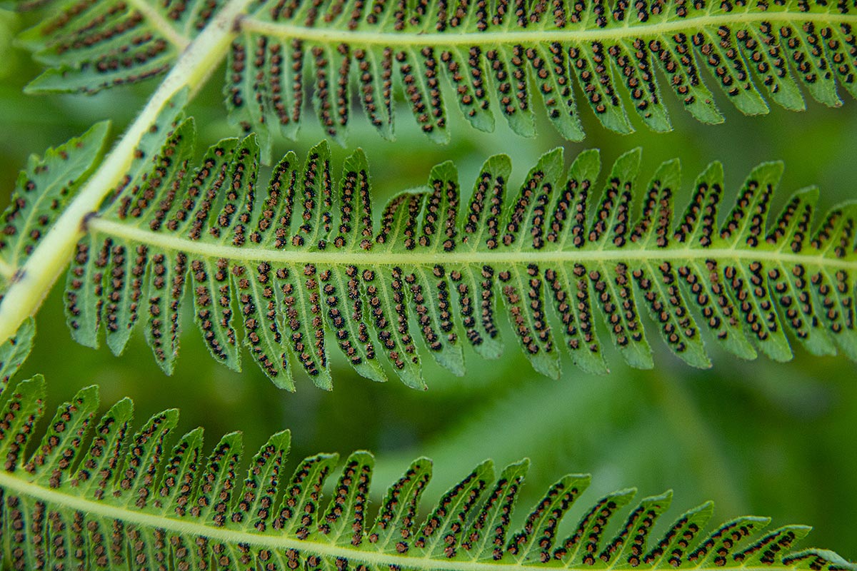 Christella gueintziana