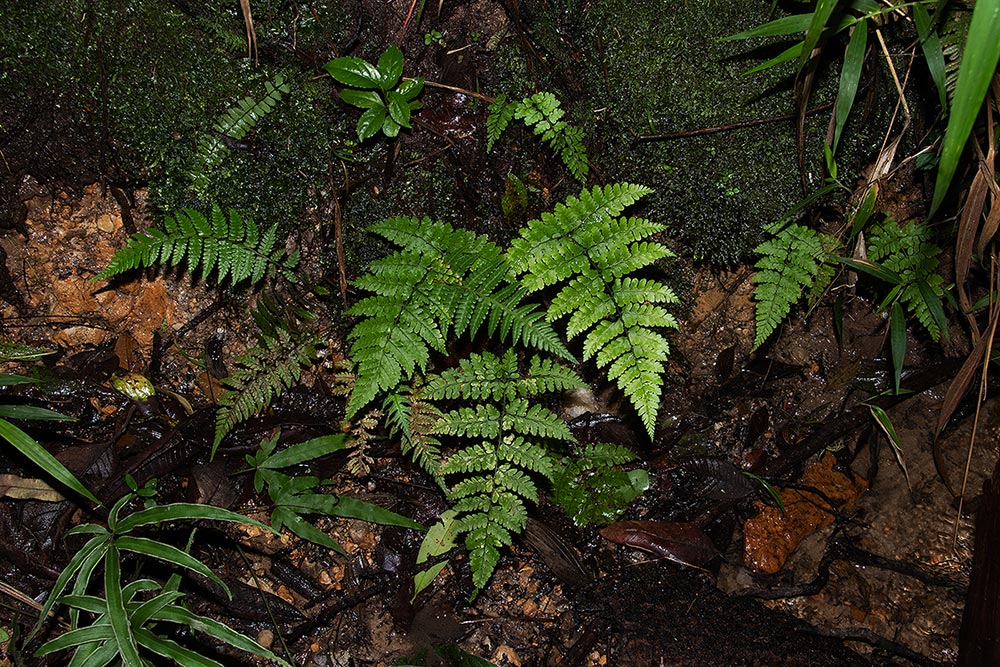 Nothoperanema squamiseta