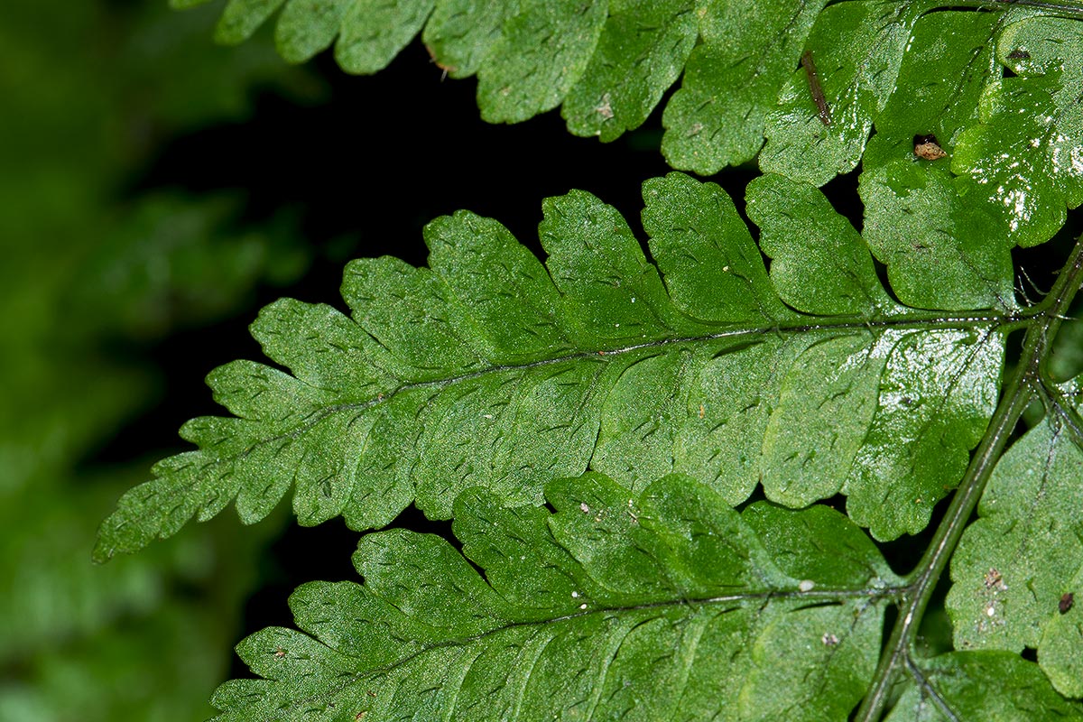 Nothoperanema squamiseta
