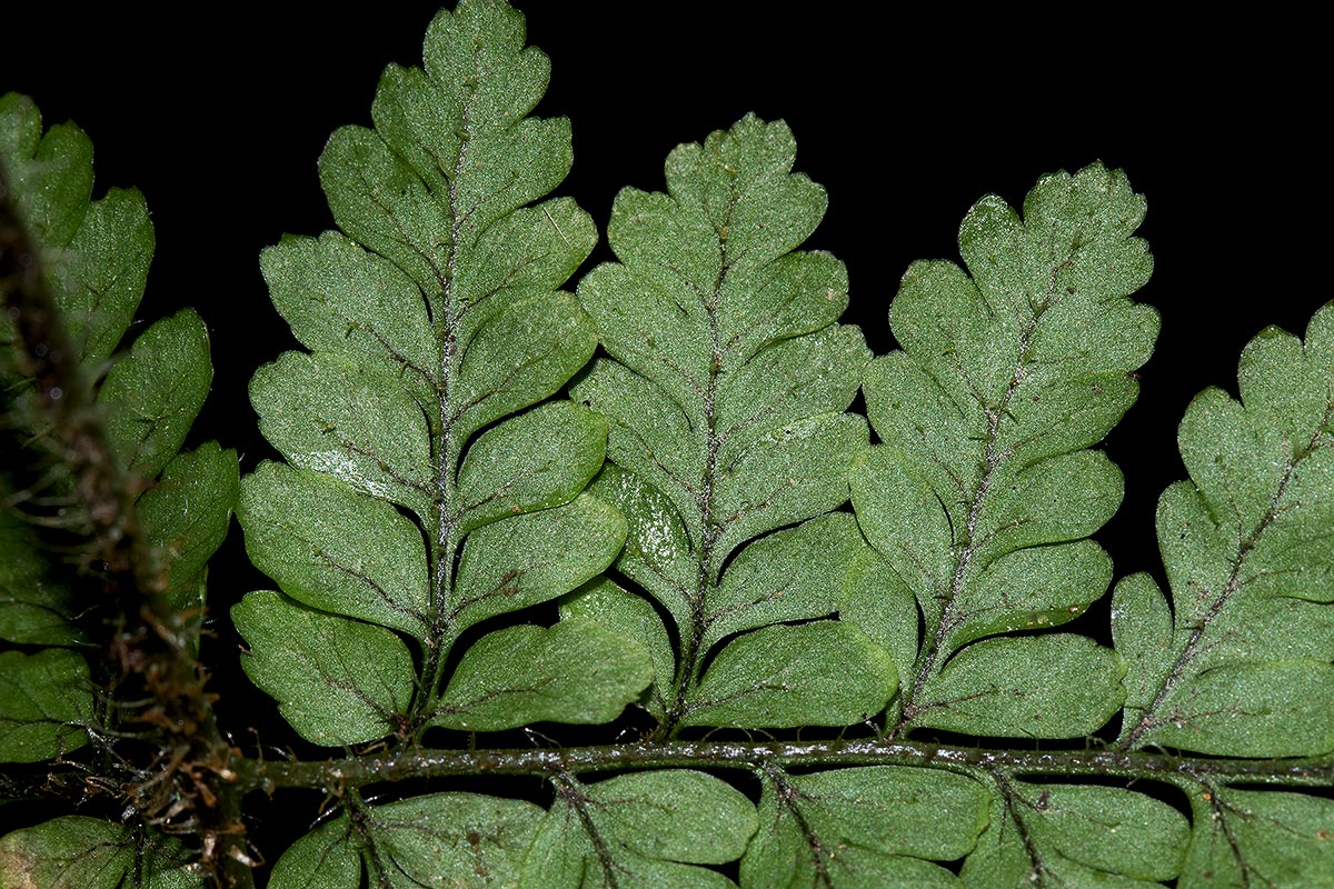 Nothoperanema squamiseta