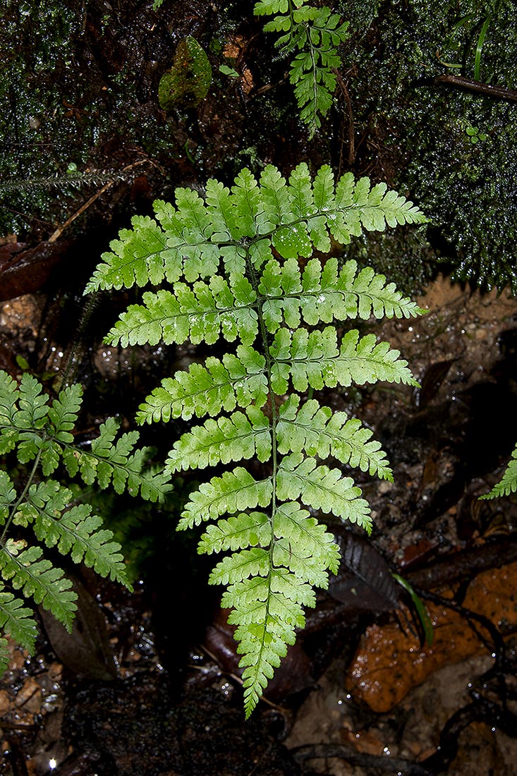 Nothoperanema squamiseta