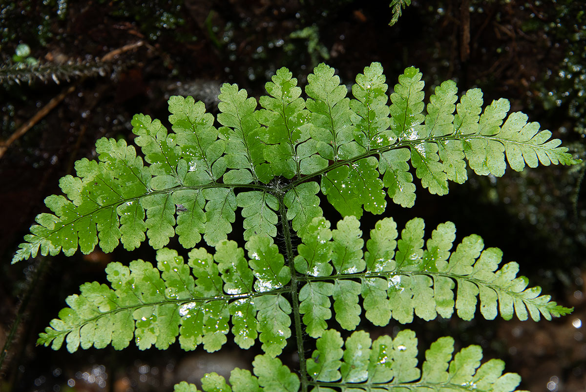 Nothoperanema squamiseta