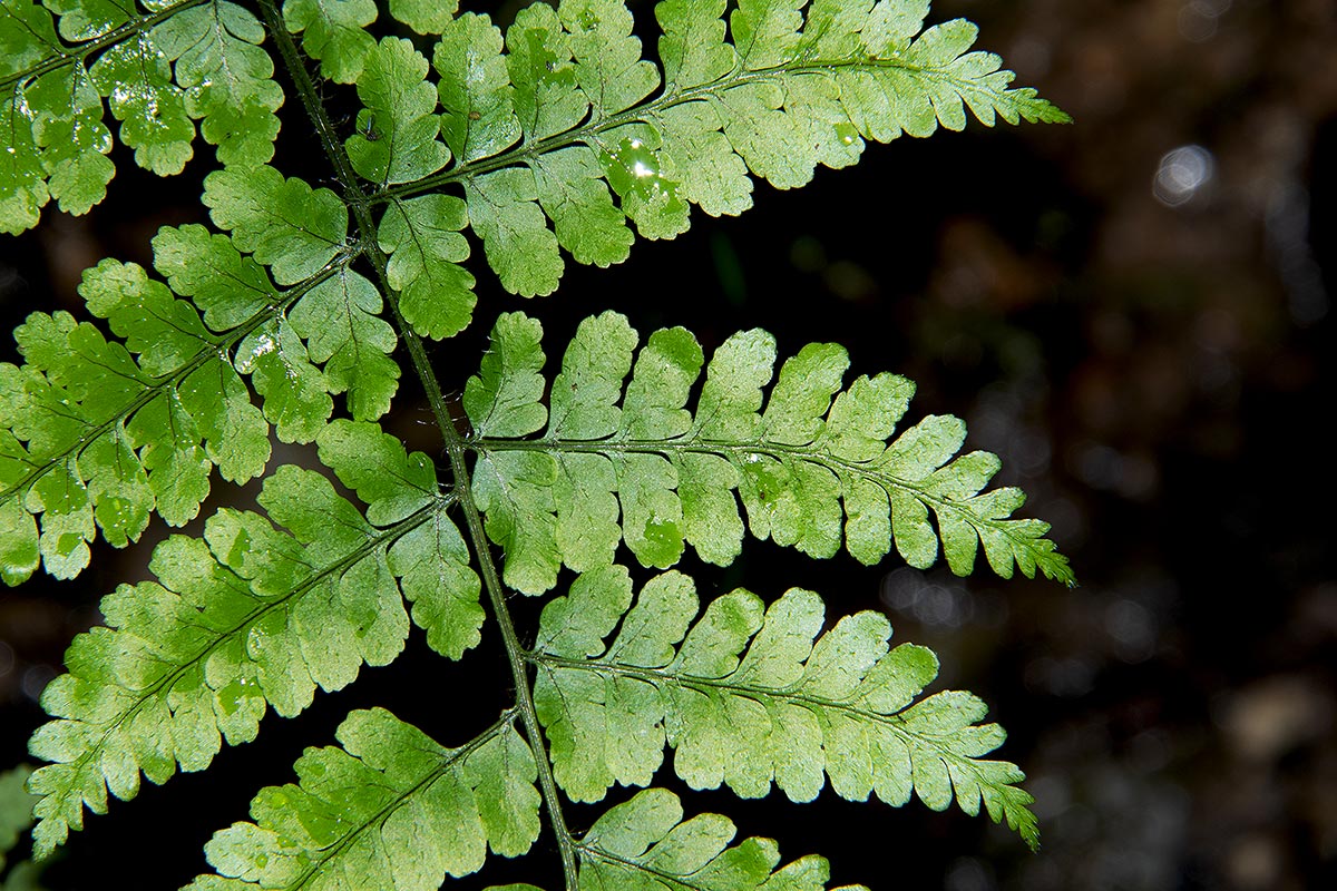 Nothoperanema squamiseta