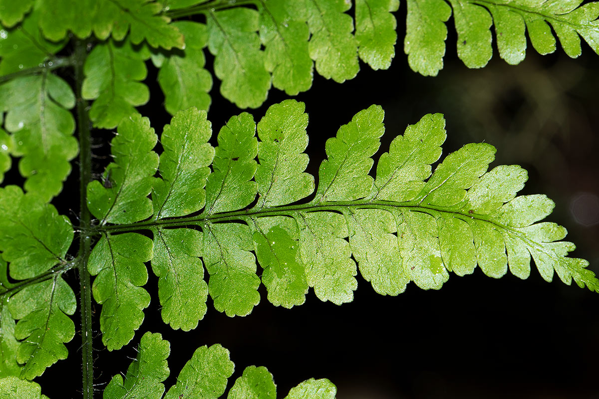 Nothoperanema squamiseta