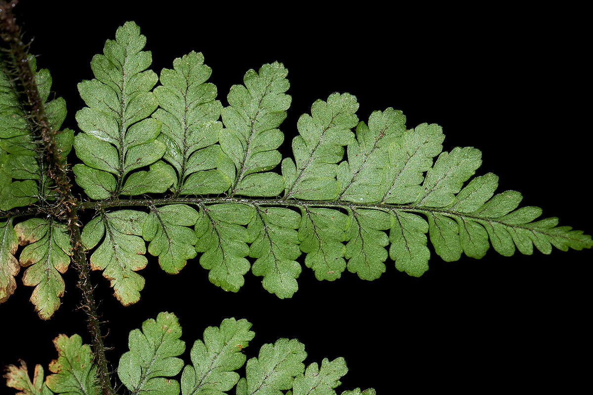 Nothoperanema squamiseta