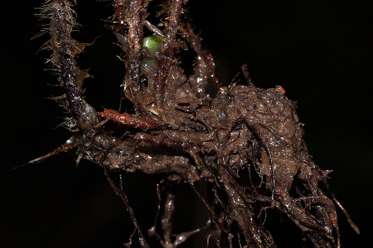 Nothoperanema squamiseta