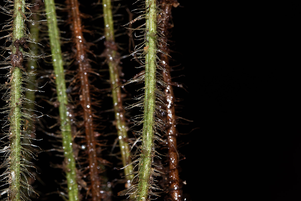 Nothoperanema squamiseta