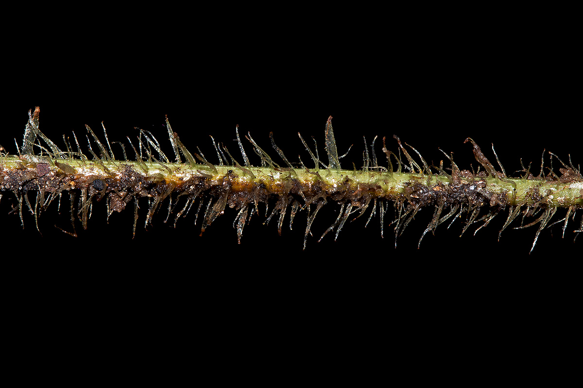 Nothoperanema squamiseta