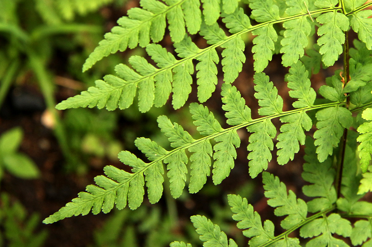 Dryopteris pentheri