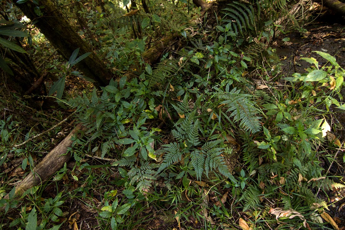 Arachniodes webbiana subsp. foliosa