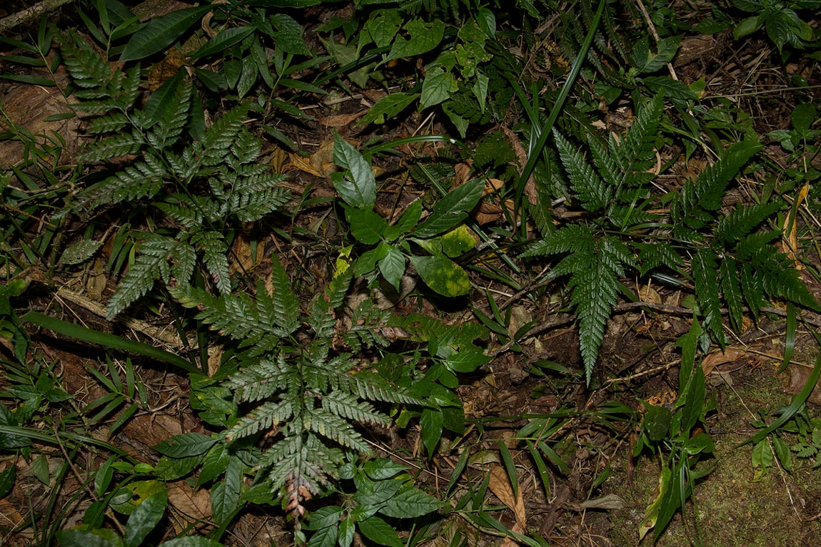 Arachniodes webbiana subsp. foliosa
