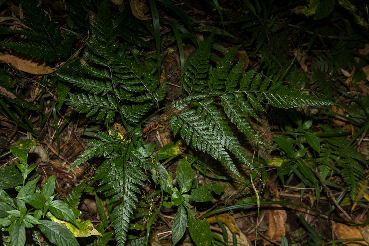 Arachniodes webbiana subsp. foliosa