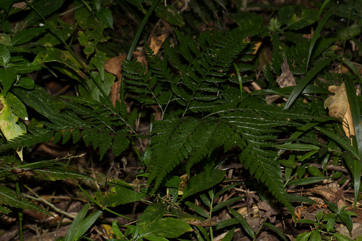 Arachniodes webbiana subsp. foliosa