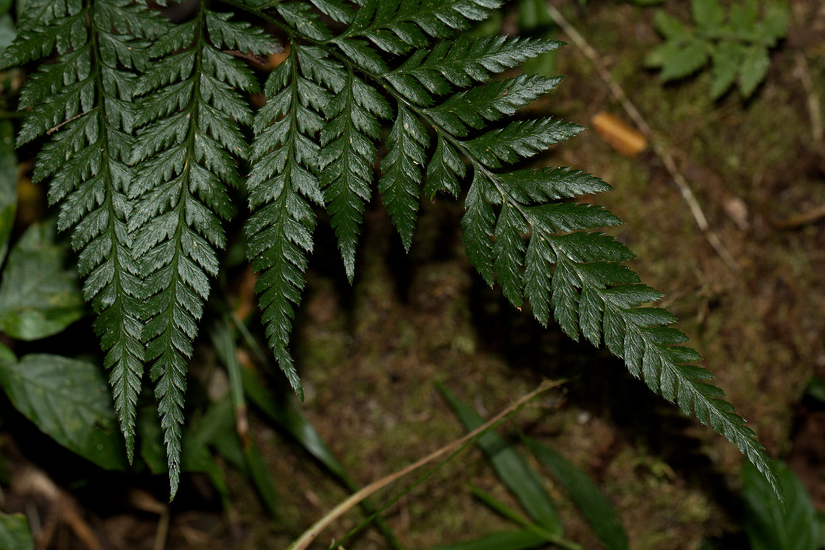 Arachniodes webbiana subsp. foliosa