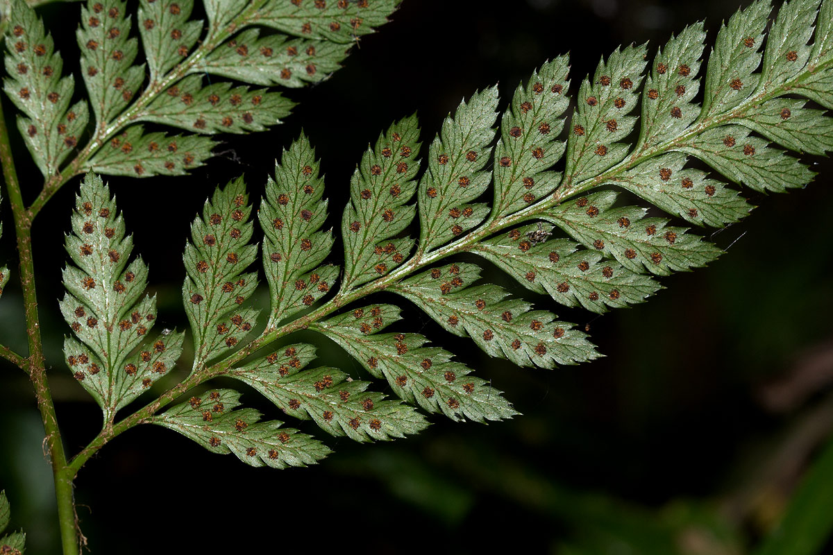 Arachniodes webbiana subsp. foliosa Arachniodes webbiana subsp. foliosa