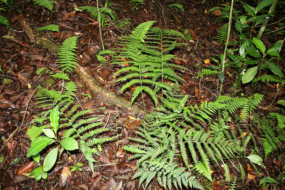 Polystichum zambesiacum