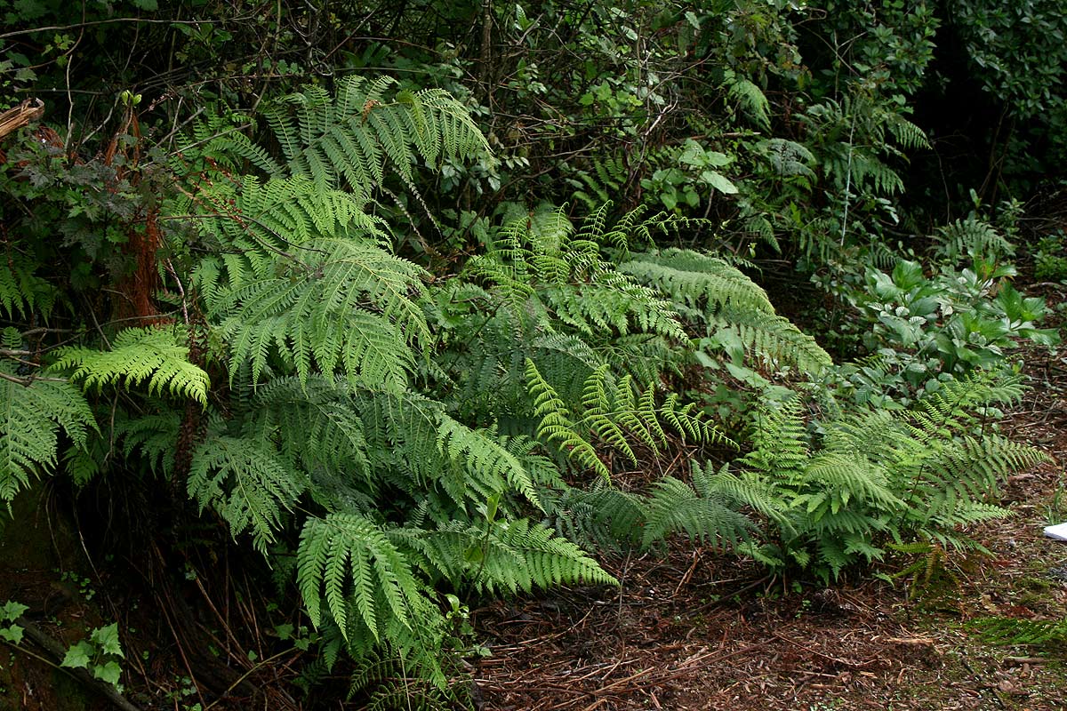 Polystichum zambesiacum Polystichum zambesiacum
