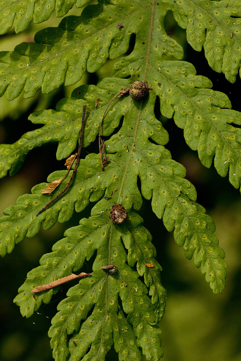 Tectaria gemmifera Tectaria gemmifera