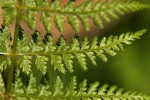 Athyrium schimperi