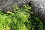 Athyrium schimperi